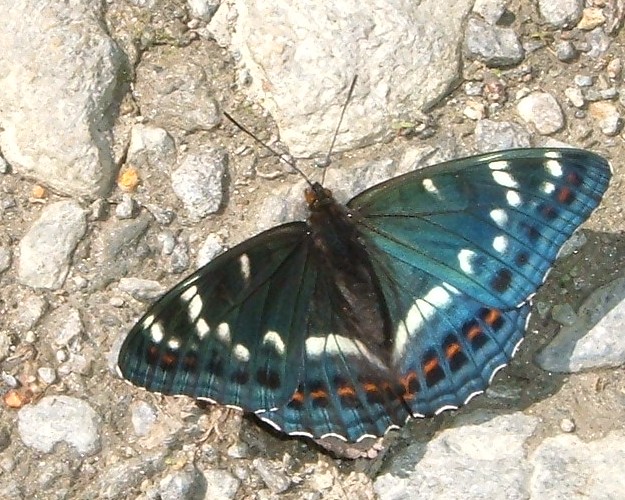 Spettacolo della natura: Limenitis populi